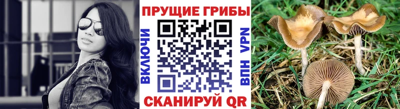 Галлюциногенные грибы Cubensis  Кирсанов 